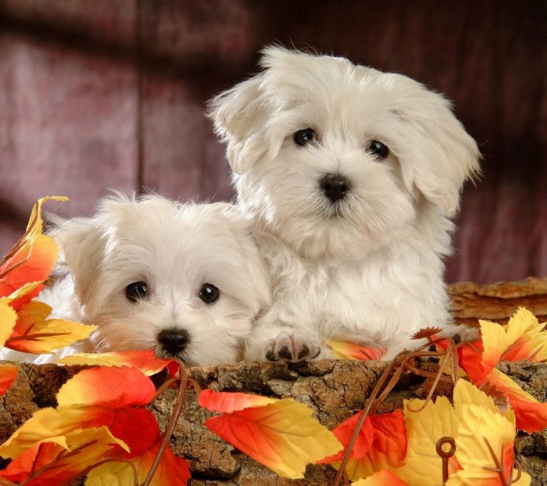 Ucuz Yavru Köpekler