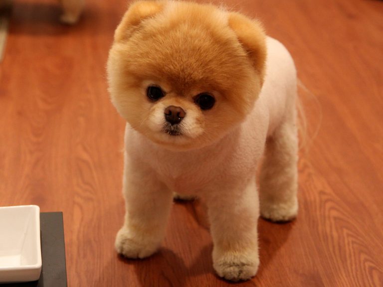 Pomeranian Boo Köpek Eğitimi