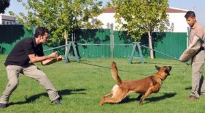 Osmangazi Köpek Eğitimi