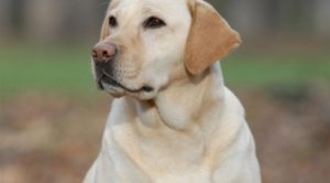 Labrador Köpek Eğitimi