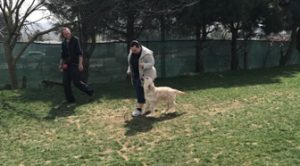 Köpek Eğitimi Çatalca Adresi