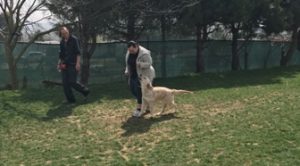 Köpek Eğitimi Arnavutköy Var Mı Nerde?