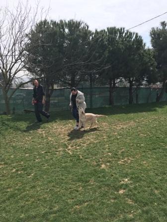 Köpek Eğitimi Arnavutköy Var Mı Nerde?