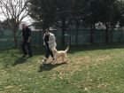 Kafkas Çoban Köpek Eğitimi Eğitmeni