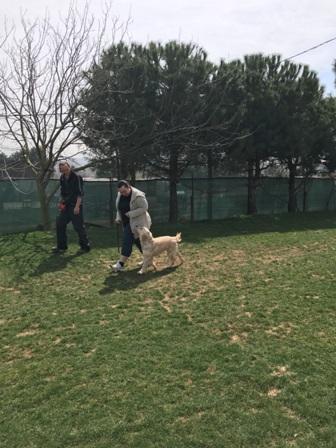 Köpek Eğitimi Doberman İstanbul