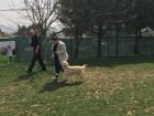 Kâğıthane Köpek Eğitim Çiftliği