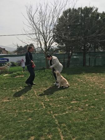 Bomba Köpeği Eğitimi
