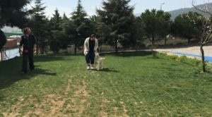 Köpek Eğitimi Golden Retriever İstanbul