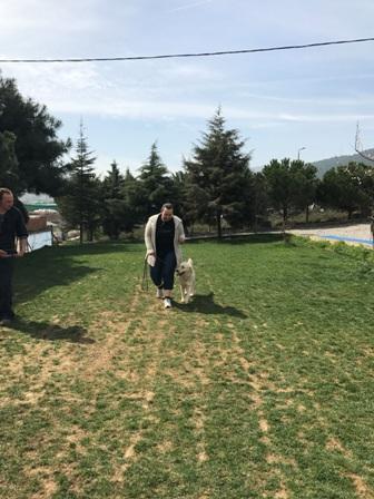 Köpek Eğitimi Husky İstanbul