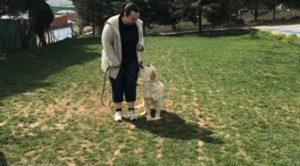Köpek Eğitimi Bobtail İstanbul