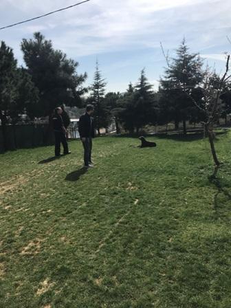 Köpek Eğitimi Pekinez İstanbul