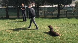 Kurzhaar Köpek Eğitimi