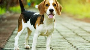Beagle Yavru Köpek Eğitimi Alabilirmi