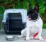 French Bulldog Köpek Eğitimi