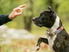Köpeklerde İtaat Eğitimine Cevap Vermiyorsa Ne Yapılmalı?