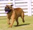 Bull Mastif Köpek Eğitimi