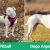 Dogo Argentino ve Pitbull Köpek Eğitimi