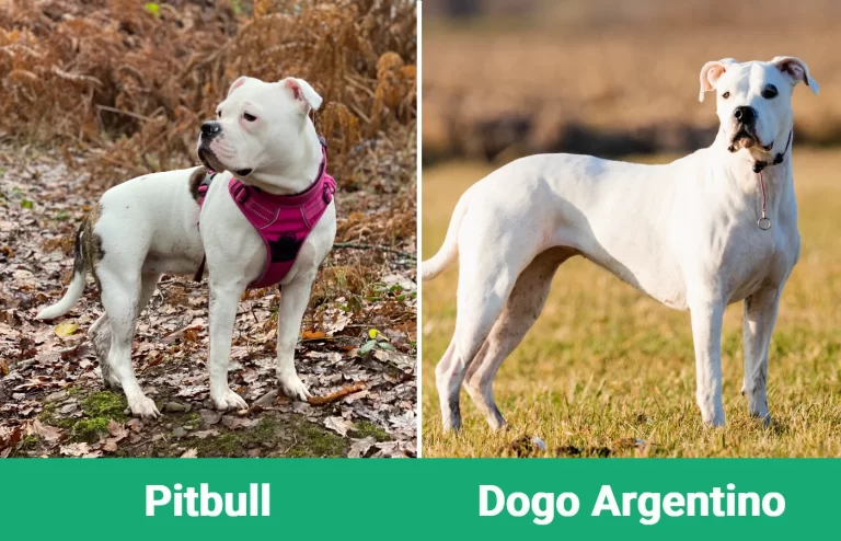 Dogo-Argentino-ve-Pitbull