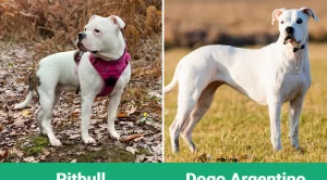 Dogo Argentino ve Pitbull Köpek Eğitimi