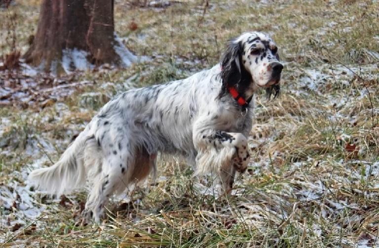 English Setter Köpek Eğitimi İstanbul