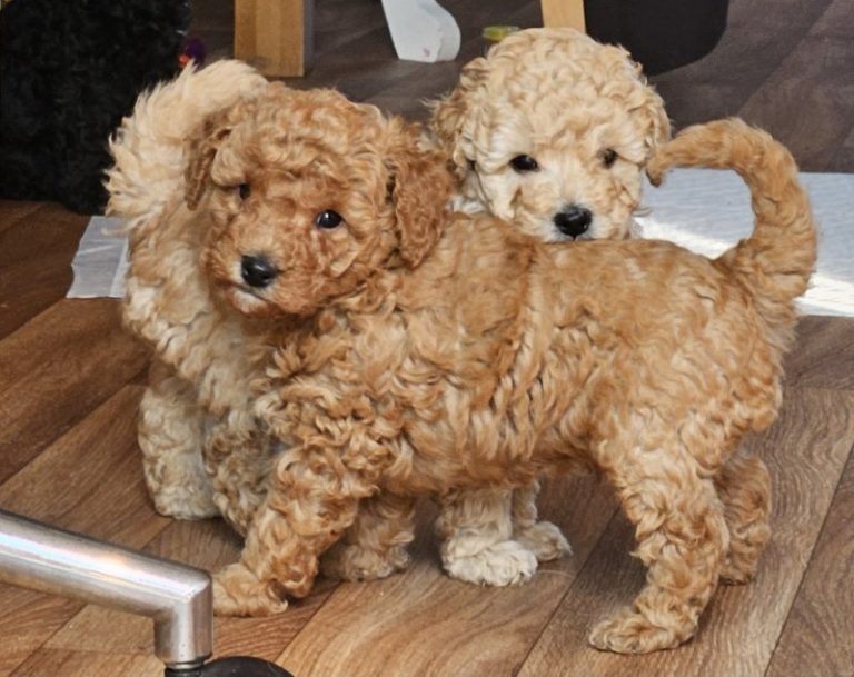 Orjinal Satılık Toy Poodle