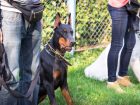 Köpek Eğitimi Çiftlikleri: Sadık Dostlarımızın Eğitim Yolculuğu