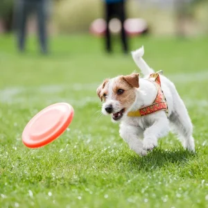 Köpek Eğitimini Eğlenceli Hale Getiren Aktiviteler ve Oyunlar.