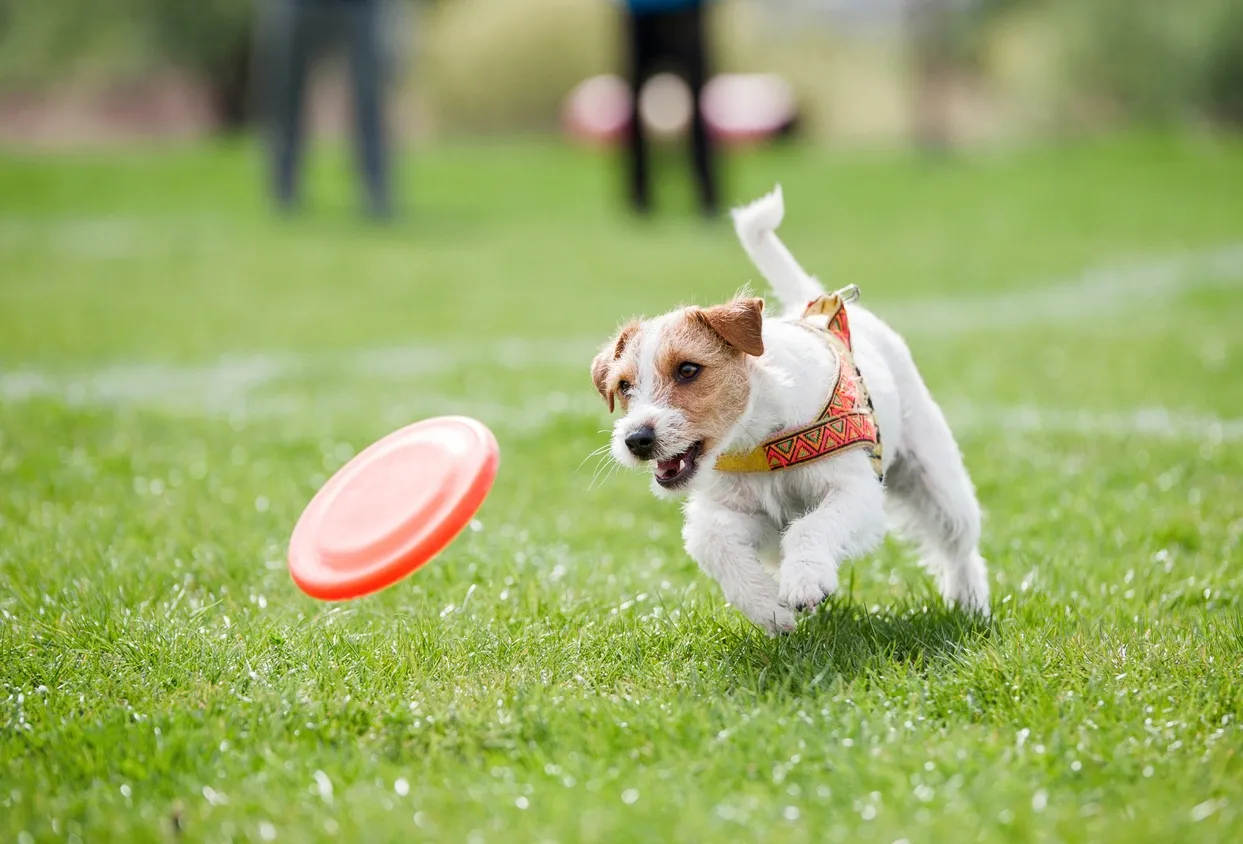 Köpek Eğitimini Eğlenceli Hale Getiren Aktiviteler ve Oyunlar