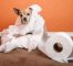 Köpeklerde Tuvalet Eğitimi Vermek